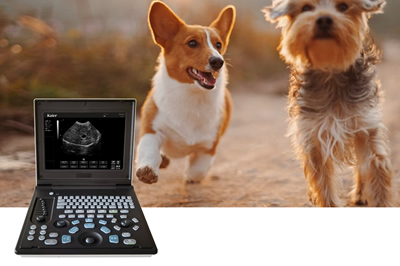 獸用b超機是干嘛的？