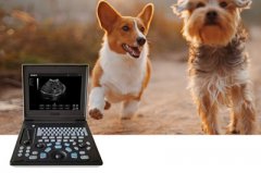 買動物b超應該從哪幾個方面考慮？