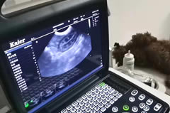 寵物醫(yī)院用寵物b超可以查什么項(xiàng)目