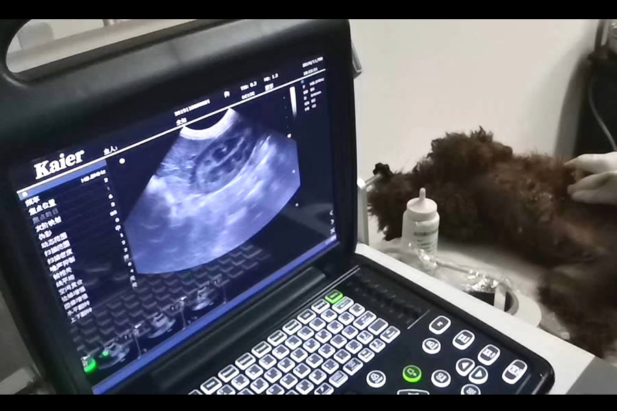 寵物醫(yī)院用寵物b超