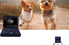 寵物b超機在犬妊娠診斷的應用